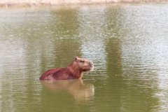 14-Capybara